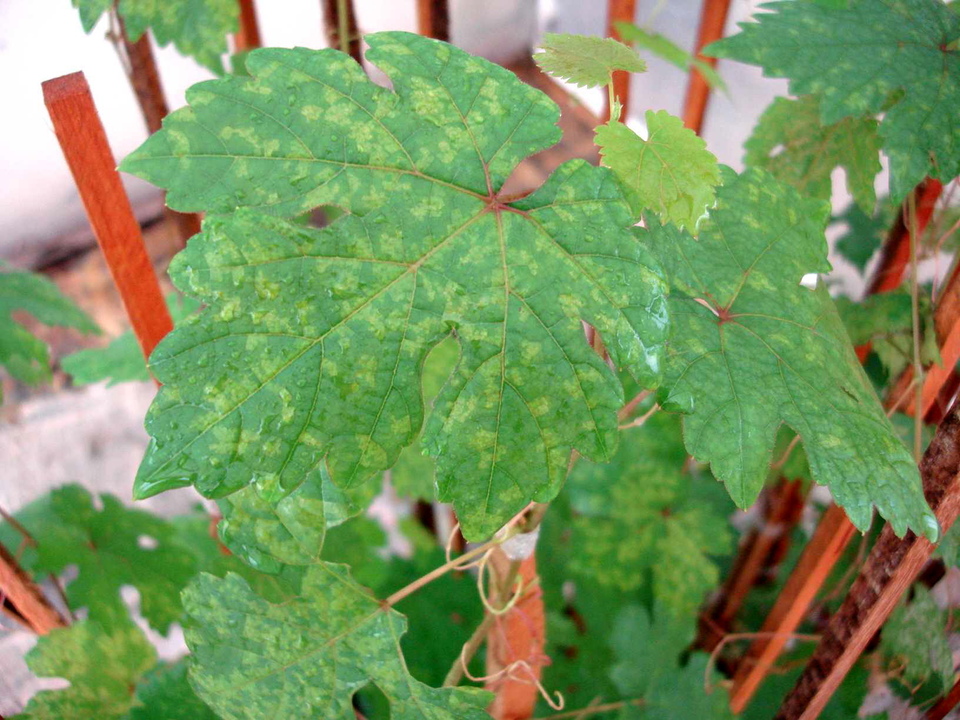 Folhas com manchas verde-claras, de aspecto oleoso, causadas por Míldio