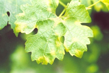 Folhas com manchas verde-claras, de aspecto oleoso