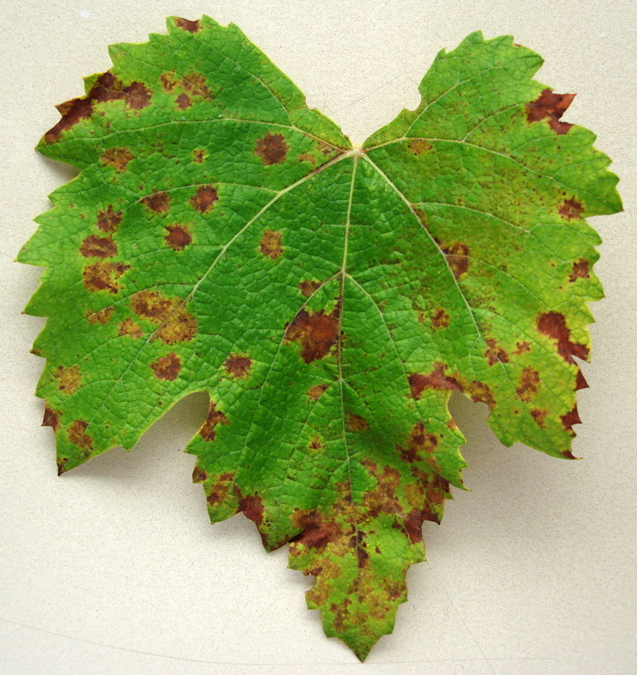 Folhas com manchas secas, marrom-claras e avermelhadas, causadas por Míldio