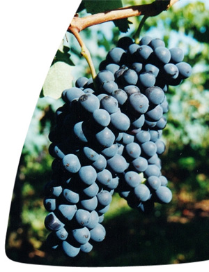 Barbera