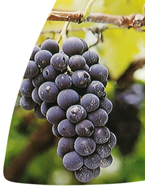 BRS Rúbea