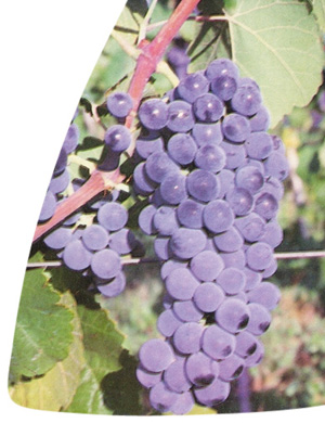 Couderc Tinto