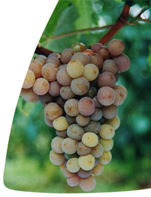 Gewurztraminer