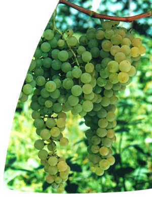 Malvasia Amarela
