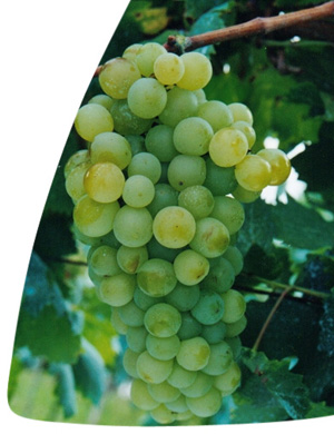 Malvasia Bianca