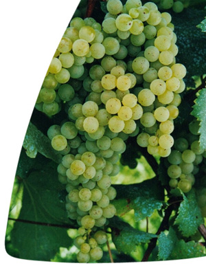 Malvasia di Candia