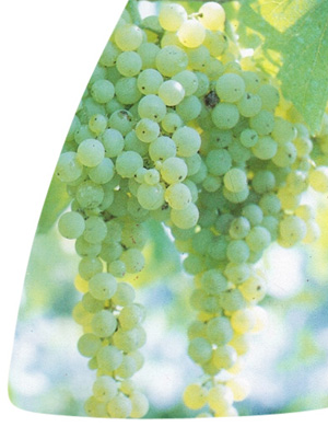 Malvasia Verde