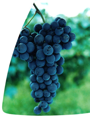Merlot