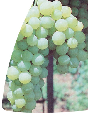 Moscato Branco