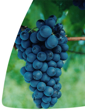 Pinotage