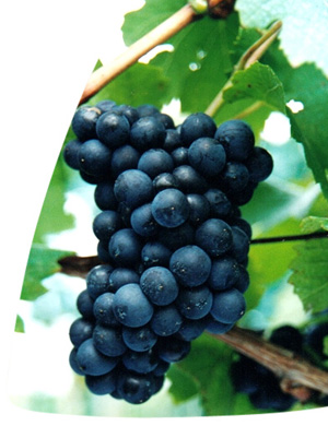 Pinot Noir