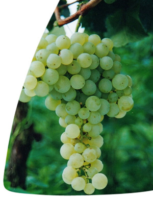 Prosecco