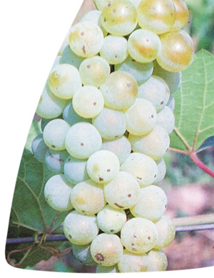 Riesling Itálico