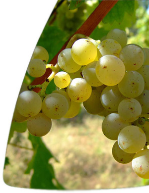 Sauvignon Blanc