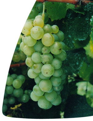 Sémillon