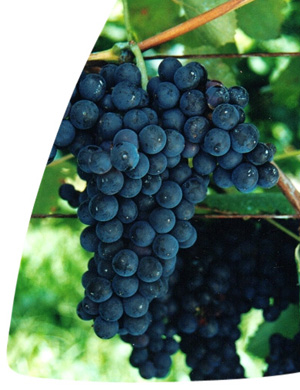 Tannat