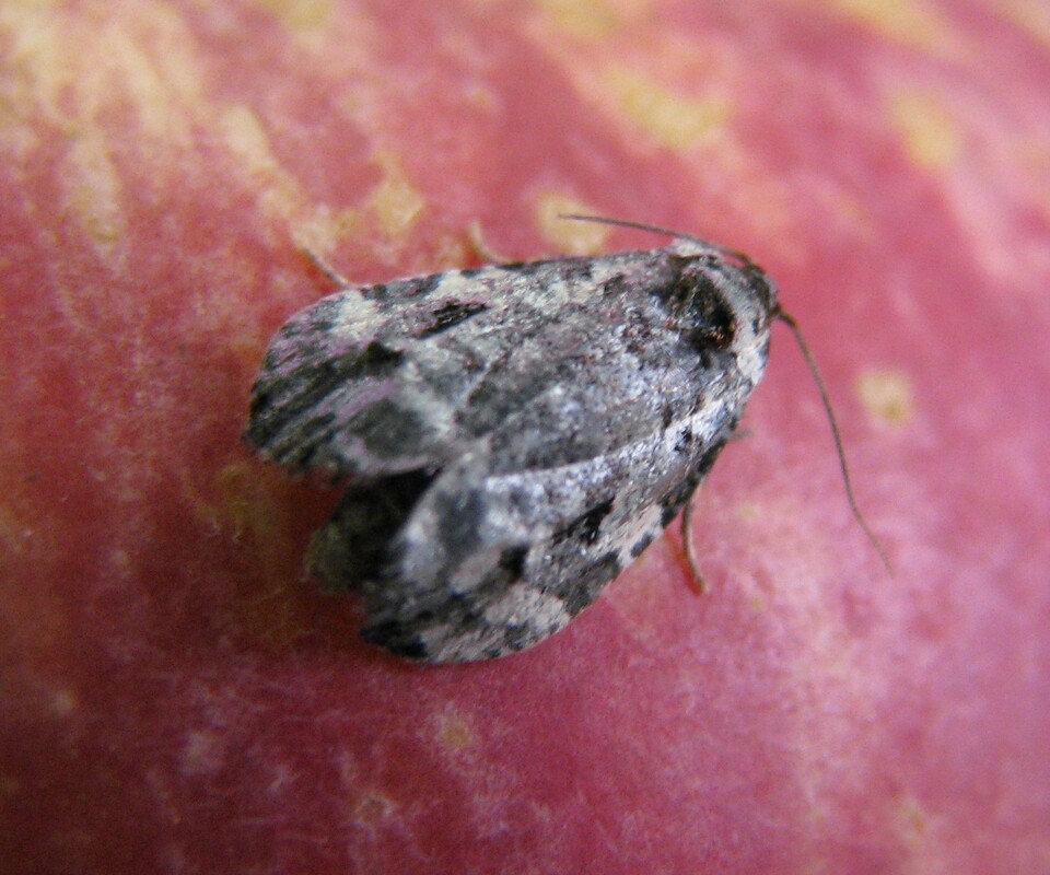 Mariposa adulta de bonagota, de coloração cinza-claro, com cerca de 1,5cm, sobre fruto de maçã