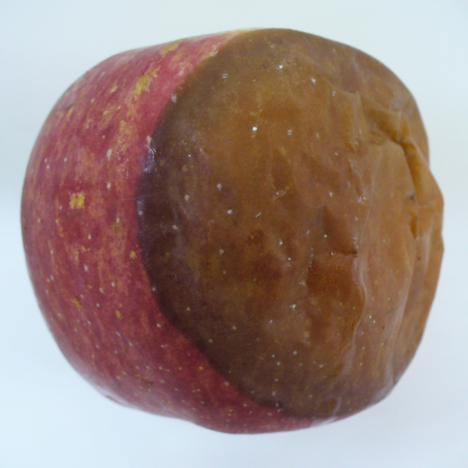 Fruto podre, com lesão de cor parda, que amolece e murcha, causada por <i>Botryosphaeria</i> sp.