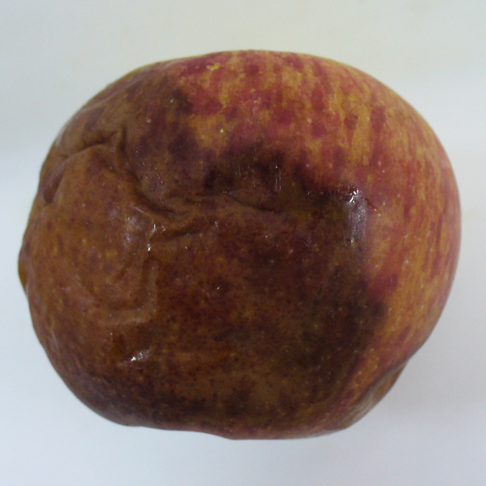Fruto podre, com lesão de cor parda, que amolece e murcha, causada por <i>Botryosphaeria</i> sp.