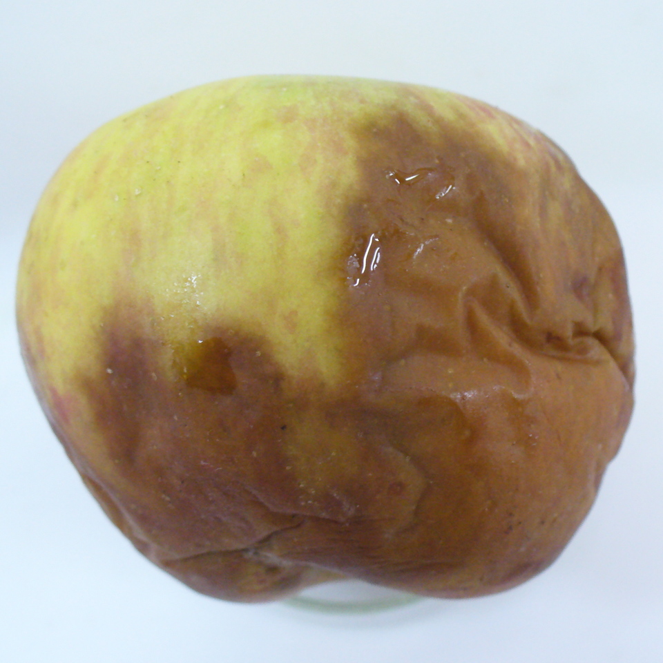 Fruto podre, com lesão de cor parda, que amolece e murcha, causada por <i>Botryosphaeria</i> sp.