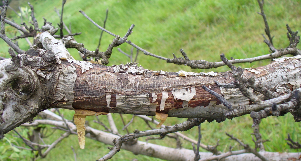 Ramo com cancro que solta a casca como papel, causado por <i>Botryosphaeria</i> sp.