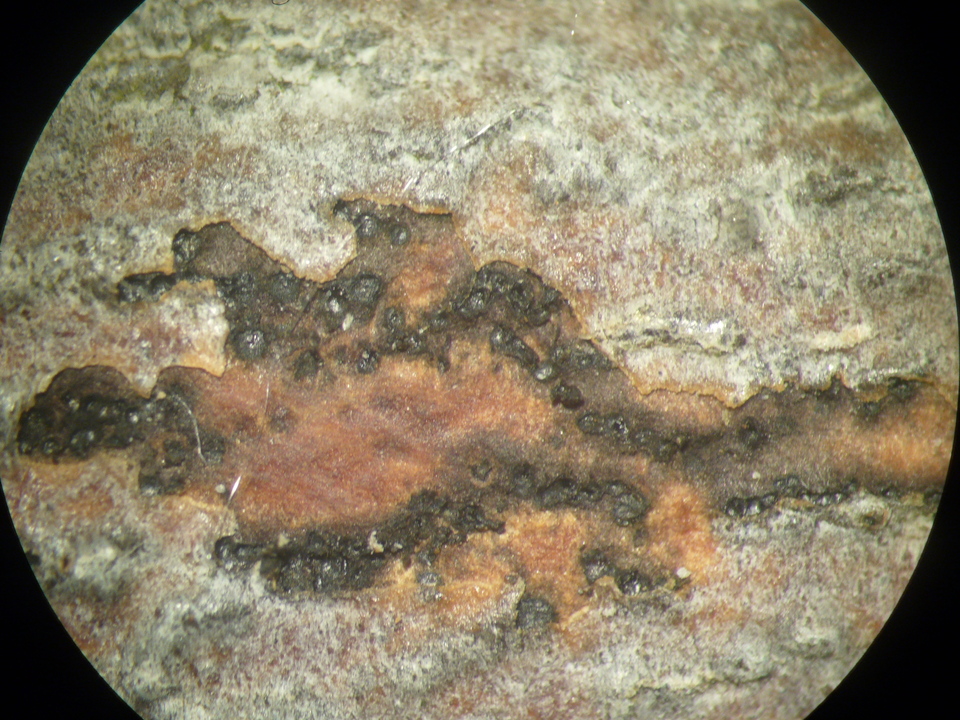 Ramo com cancro que solta a casca como papel, causado por <i>Botryosphaeria</i> sp., visto com lupa