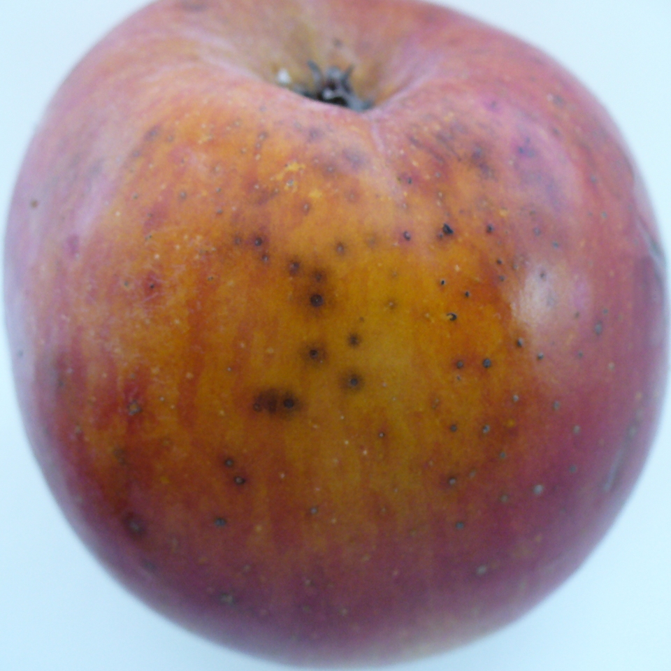 Fruto com pontos escuros na casca, causados por <i>Botryosphaeria</i> sp.