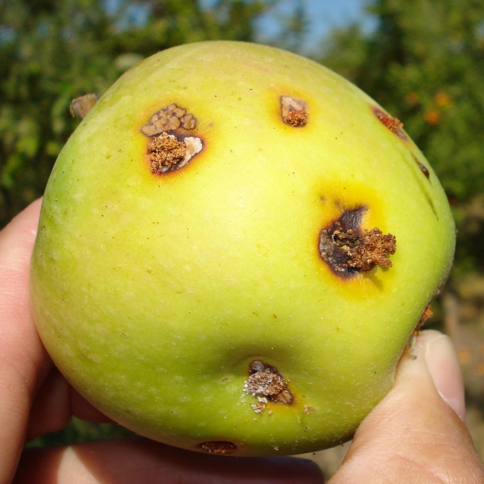 Serragem na parte externa do fruto, indicando a entrada da larva de Cydia