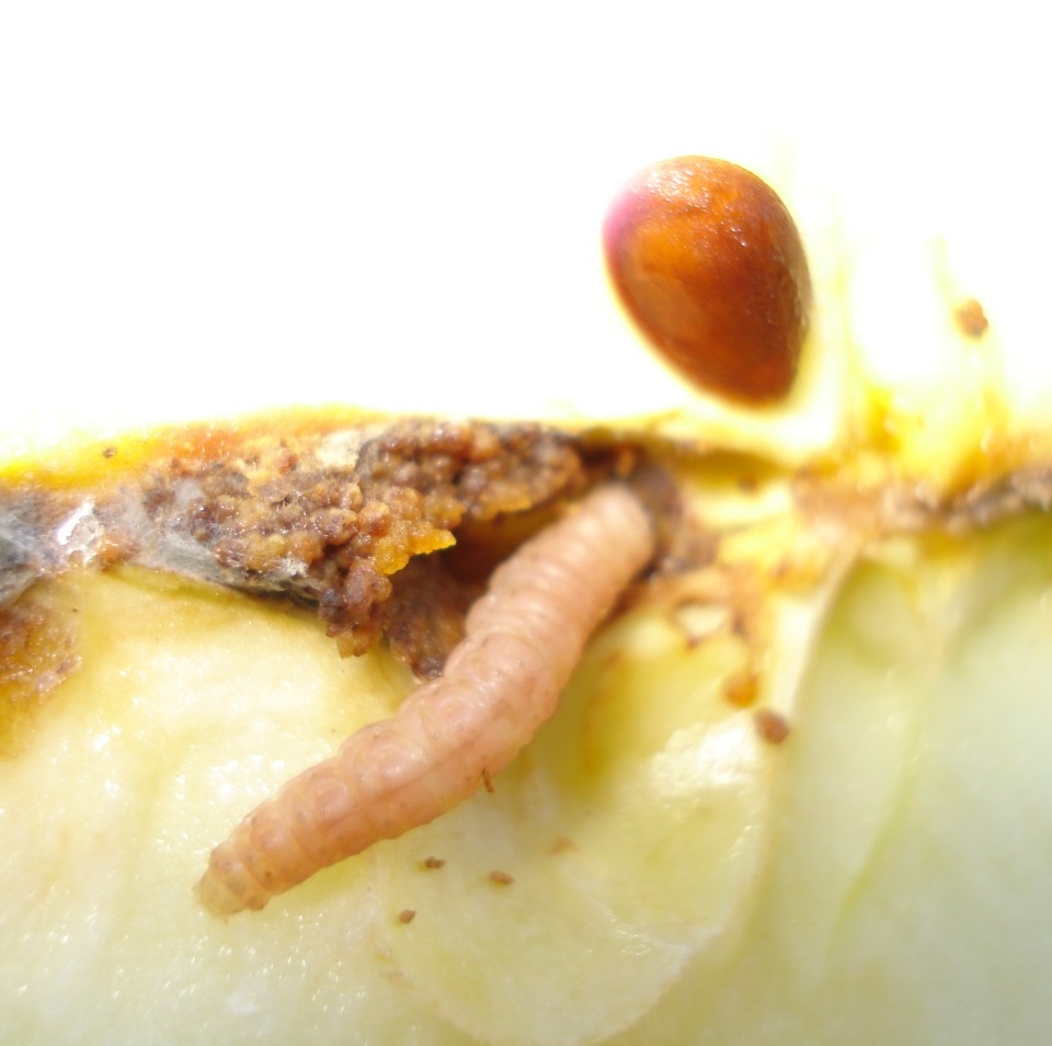 Lagartas de coloração rosada no interior de fruto de maçã, na região das sementes