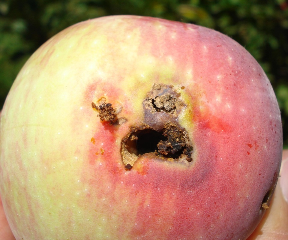 Maçã com orifício de saída da lagarta