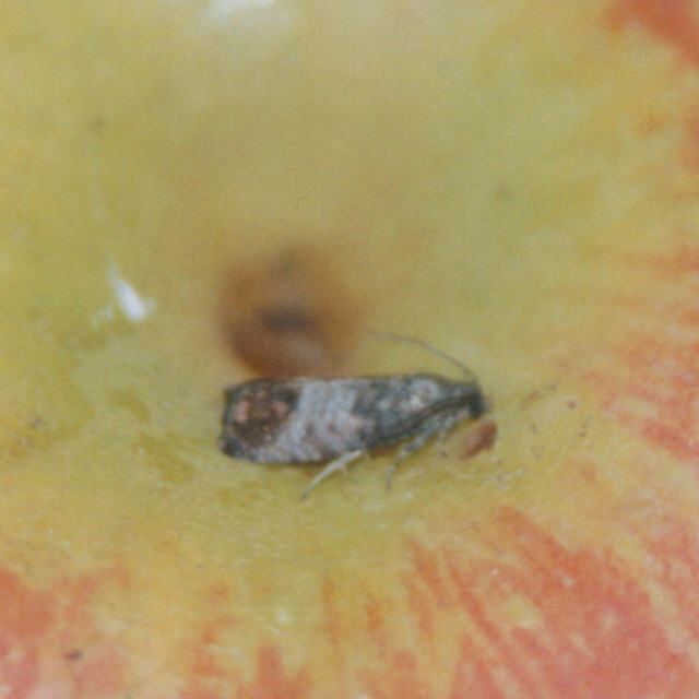 Adulto de <i>Cydia pomonella</i>, com cerca de 1 cm de comprimento e corpo recoberto por escamas de cor cinza e marrom, com mancha semicircular escura na extremidade das asas