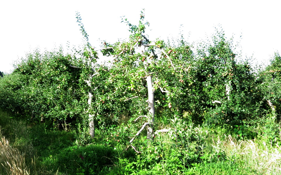 Enfolhação rala e escassa, poucos lançamentos novos na primavera, e produção de frutos pequenos, causadas por virose (declínio das macieiras)