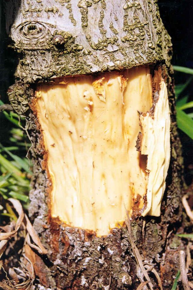Caneluras na madeira após remoção da casca e face interna da casca com projeções e protuberâncias que entram nas depressões das caneluras, causadas por virose (declínio das macieiras)