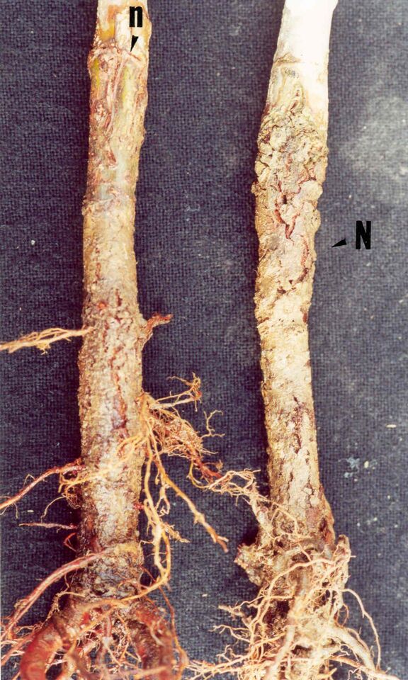 Necrose da casca do porta-enxerto Maruba-kaido e morte de raízes na combinação Royal Gala/M9/Maruba-kaido em plantas de viveiro, cerca de 1 ano pós-plantio, causadas por virose (declínio das macieiras)