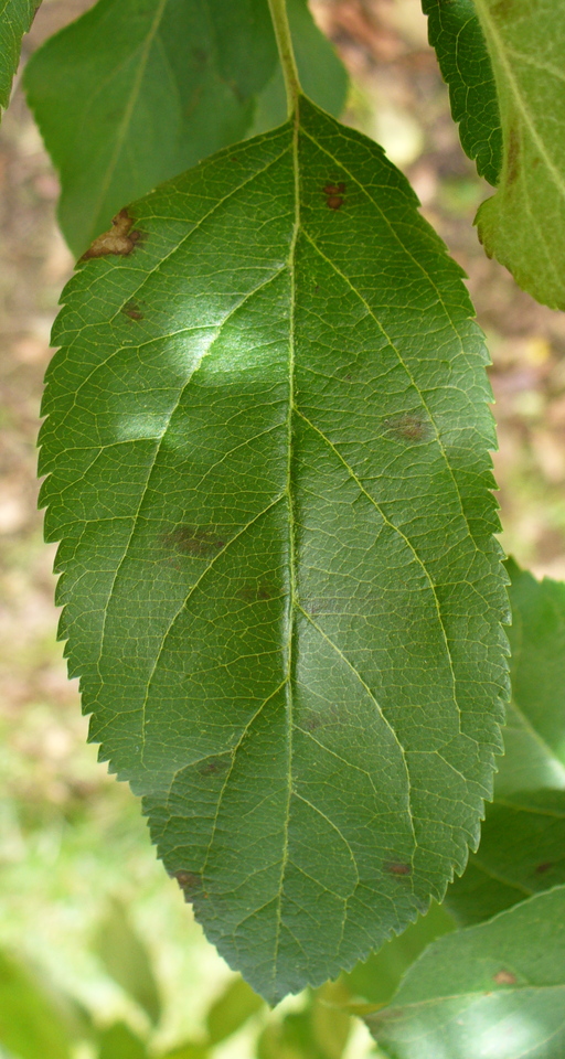 Folha com manchas avermelhadas sem margens definidas, causadas por <i>Colletotrichum</i> sp.