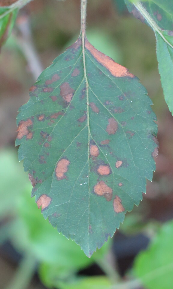 Folha com manchas avermelhadas sem margens definidas e manchas amarelo-acizentadas com margem marrom-avermelhada, causadas por <i>Colletotrichum</i> sp.