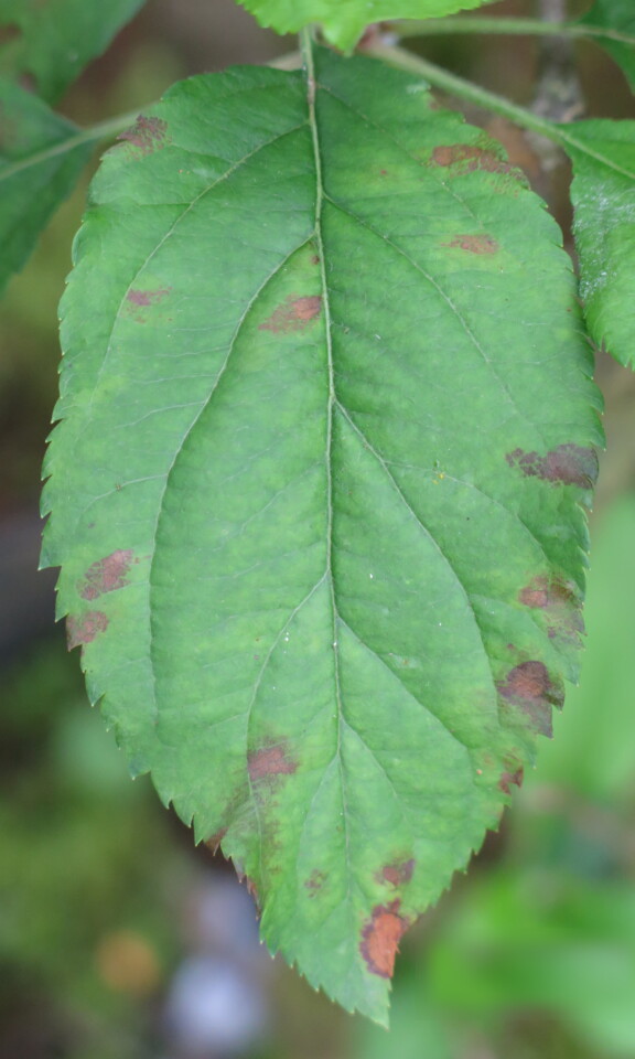 Folha com manchas avermelhadas sem margens definidas, causadas por <i>Colletotrichum</i> sp.