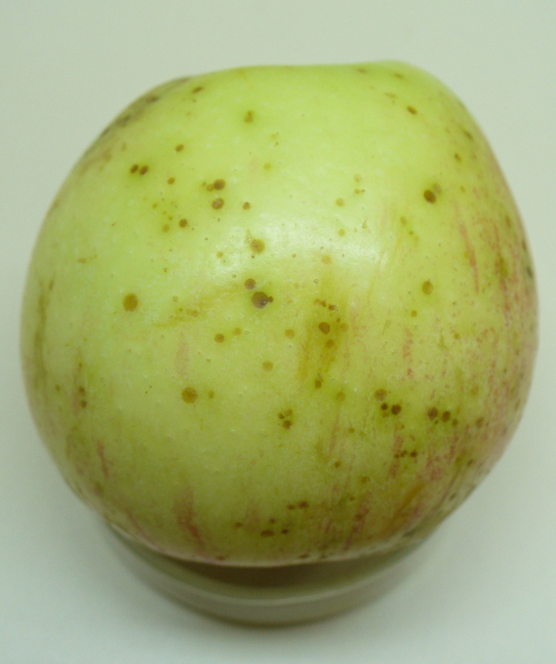 Fruto com lesões superficiais circulares marrom-claras, de 1 a 3mm, causadas por <i>Colletotrichum</i> sp.