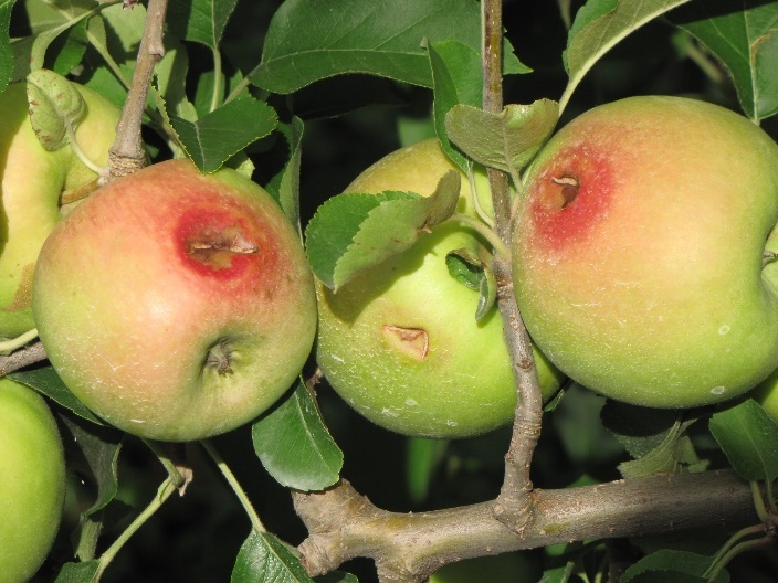 Frutos em fase de desenvolvimento, com lesões causadas pelo granizo; a coloração vermelha em torno da lesão indica a reação da planta, visando a cicatrização do ferimento