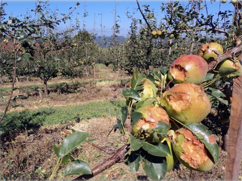Folhas e frutos em fase de desenvolvimento, com lesões severas causadas pelo granizo