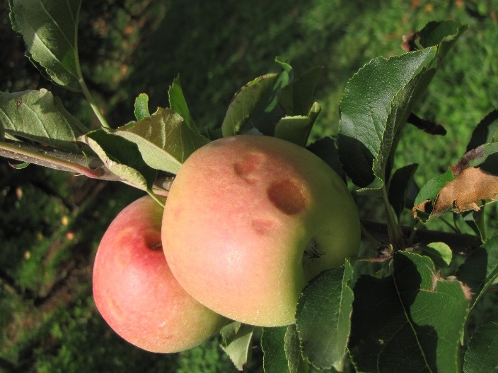Frutos em fase de desenvolvimento, com lesões causadas pelo granizo; a coloração vermelha em torno da lesão indica a reação da planta, visando a cicatrização do ferimento