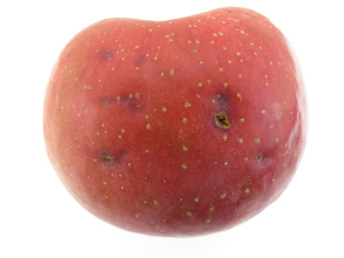 Frutos na colheita, com lesões causadas pelo granizo; as manchas escuras cicatrizadas apresentam tecido corticento; o aspecto da fruto deprecia a comercialização, sendo apto apenas para a elaboração de suco