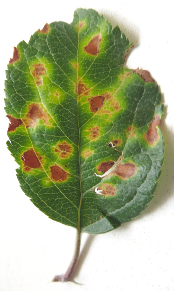 Folhas novas de macieira cv. Gala com sintomas de toxicidade do herbicida Paraquat, caracterizada por pontos cloróticos e necróticos