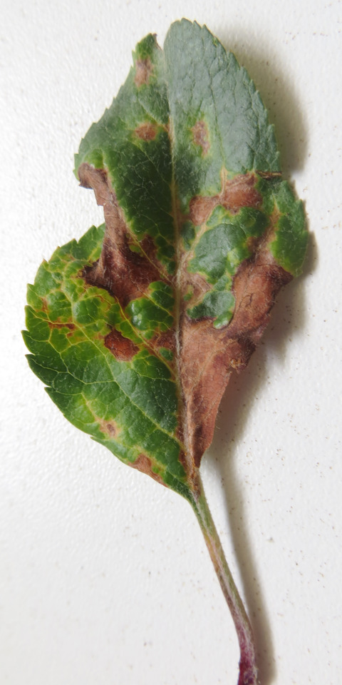 Folhas novas de macieira cv. Gala com sintomas de toxicidade do herbicida Paraquat, caracterizada por pontos cloróticos e necróticos