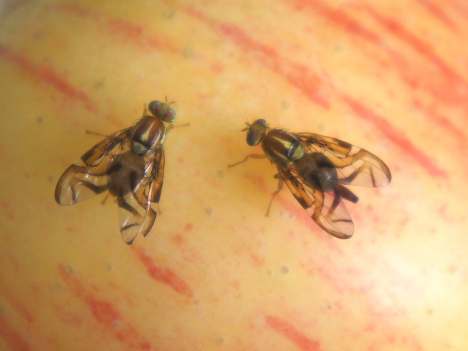 Adultos da mosca <i>Anastrepha fraterculus</i>, amarelo-castanha, com as manchas alares em forma de S e V invertido