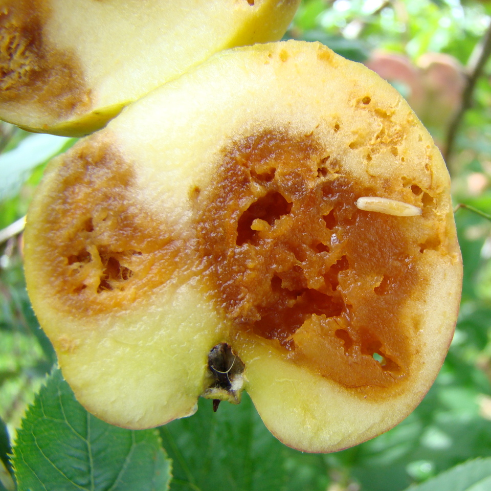 Larva alongada, sem pés e sem cápsula na cabeça da mosca-das-frutas e galerias formadas pela sua alimentação