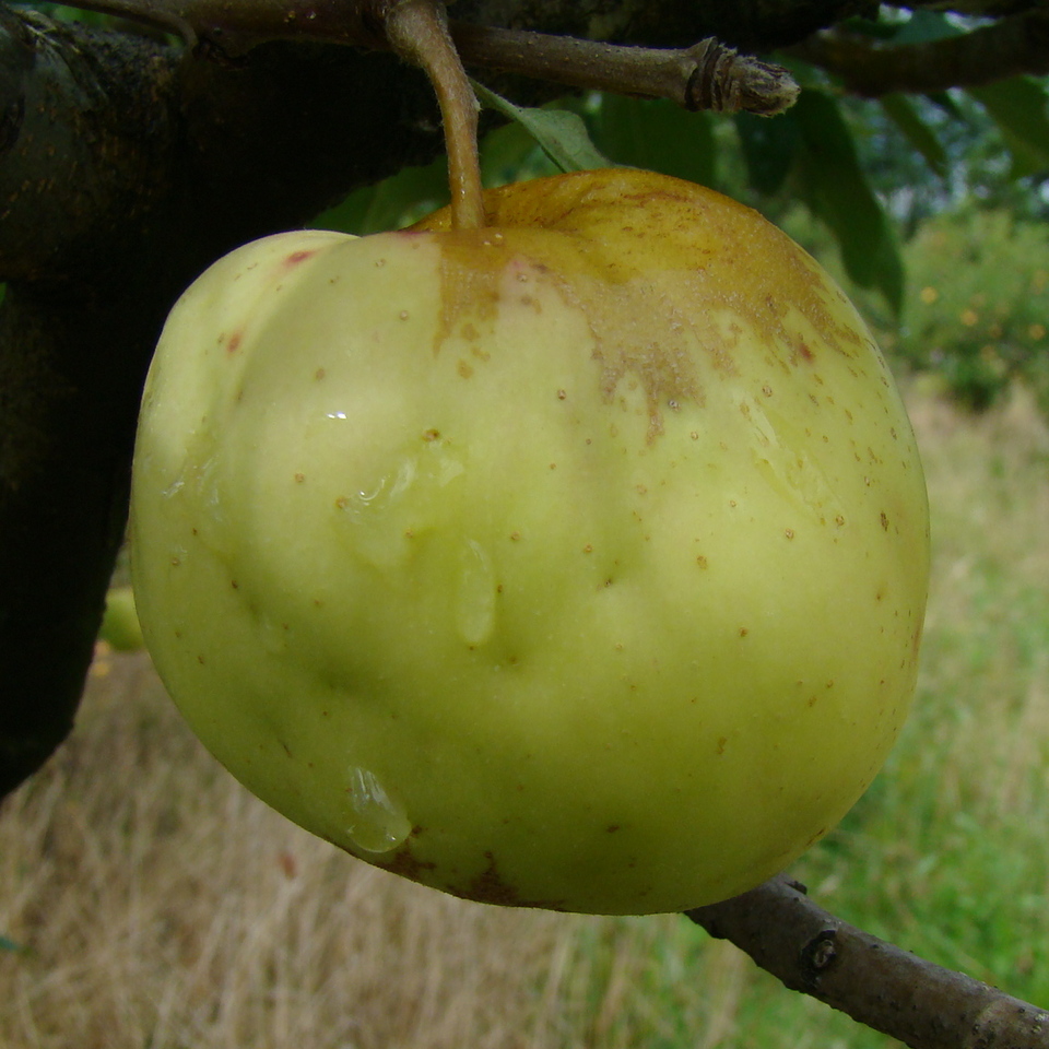 Fruto em desenvolvimento deformado, com depressões em torno de pontos de oviposição de mosca-das-frutas