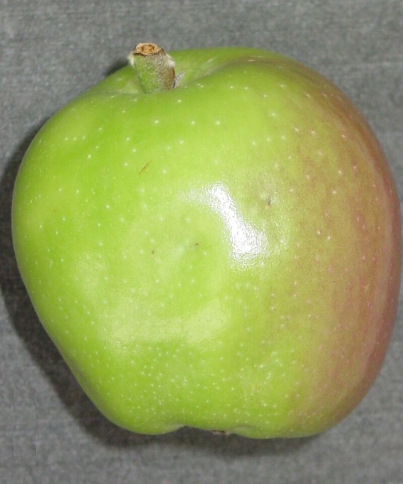 Fruto deformado, com depressões em torno de pontos de oviposição de mosca-das-frutas