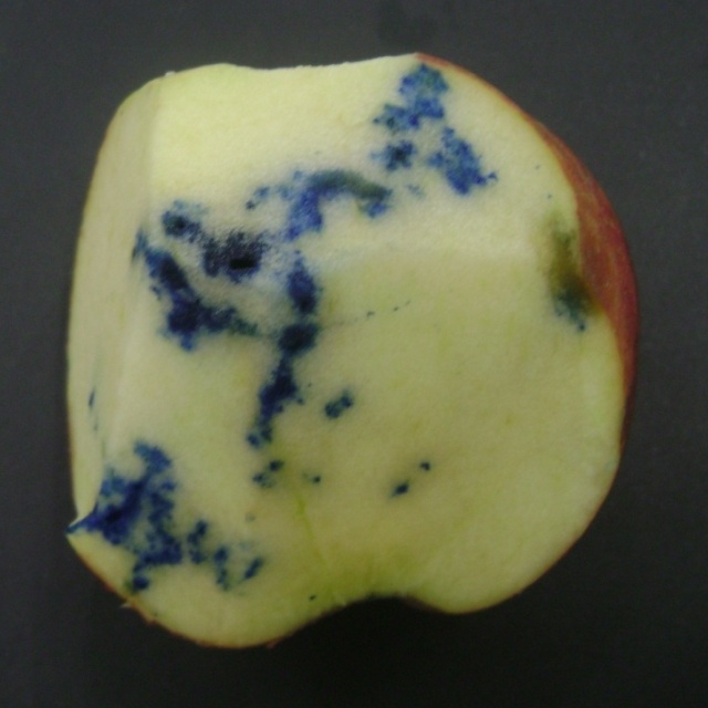 Fruto com galerias (tingidas com corante azul) formadas pela alimentação de mosca-das-frutas