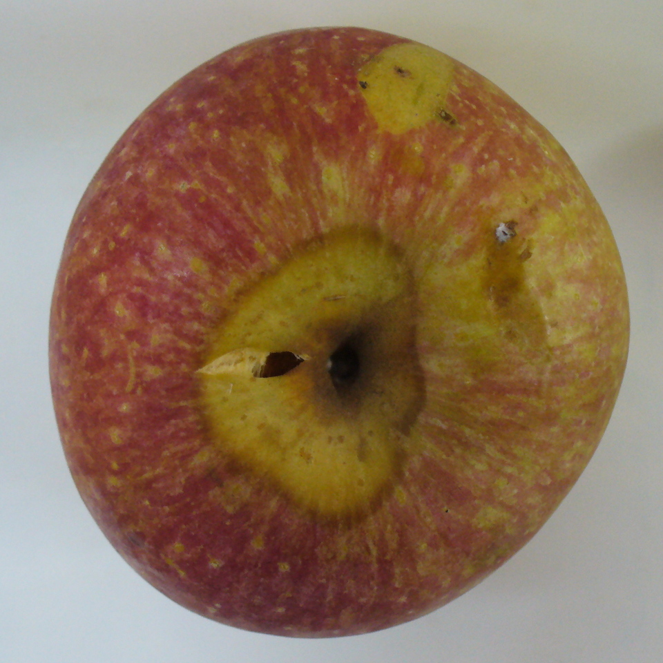 Fruto com lesão circular em anéis, amarelada com centro deprimido, causada por <i>Neofabraea</i> sp.
